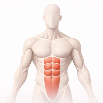 Abdominals Exercises