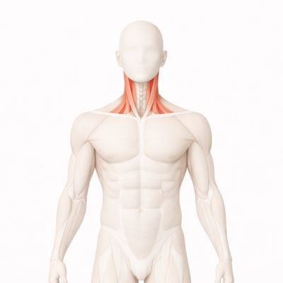 Neck muscle