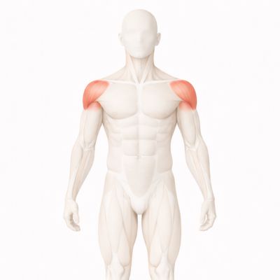 Shoulders muscle