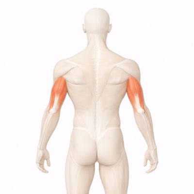 Triceps muscle